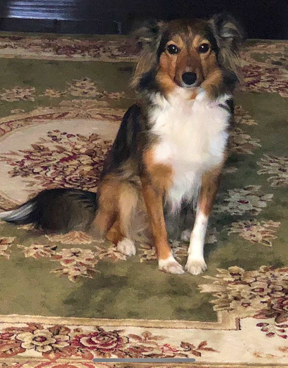 Rylie joined the competition — help win amazing prizes! ancient_dog_breeds, borzoi, canidae, carnivore, collie, companion_dog, dog, dog_breed, fawn, fur, herding_dog, rough_collie, scotch_collie, shetland_sheepdog, sporting_group, tail, terrestrial_animal, working_animal, working_dog