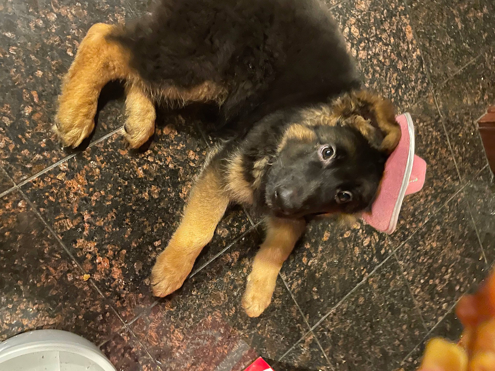 Kolt is registered to the contest to win money with this photo: canidae, carnivore, claw, dog, dog_breed, fawn, foot, fur, german_shepherd_dog, paw, snout, soil, sporting_group, street_dog, tail, terrestrial_animal, wildlife, working_animal