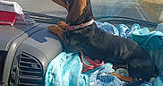 Biscotte participe au concours pour gagner de l'argent avec cette photo : dog, puppy, black_and_brown, short_hair, floppy_ears, pink_collar, sitting, car, dashboard, passenger_seat, road, driving, outdoor, daylight, blanket, patterned_fabric, vehicle_interior, travel, pet, date_stamp