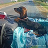 dog, puppy, black_and_brown, short_hair, floppy_ears, pink_collar, sitting, car, dashboard, passenger_seat, road, driving, outdoor, daylight, blanket, patterned_fabric, vehicle_interior, travel, pet, date_stamp