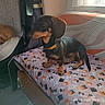 dog, dachshund, puppy, black_and_tan, sitting, bed, bedroom, blanket, cat_pattern, window, sunlight, indoor, pet, collar, short_legs, long_body, floppy_ears, portrait, home, date_stamp