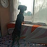dog, black_dog, tan_markings, standing, window, curtains, bed, bedroom, indoors, looking_outside, back_view, collar, clock, blanket, patterned_bedding, natural_light, sunlight, home, pet, timestamp