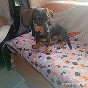 Biscotte participe au concours pour gagner de l'argent avec cette photo : dog, dachshund, black_and_tan, pet, animal, sitting, bed, bedroom, indoors, window, sunlight, blanket, cat_pattern, colorful, floppy_ears, collar, short_hair, portrait, cute, home