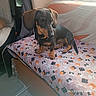 dog, dachshund, black_and_tan, pet, animal, sitting, bed, bedroom, indoors, window, sunlight, blanket, cat_pattern, colorful, floppy_ears, collar, short_hair, portrait, cute, home