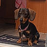 dog, dachshund, small_dog, black_and_tan, sitting, harness, leash, indoors, doorway, entrance, doormat, wood_paneling, towel, floor, pet, portrait, floppy_ears, short_legs, alert, home
