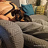 dog, dachshund, puppy, black_and_tan, pet, animal, floppy_ears, short_legs, bed, blanket, pillows, bedroom, indoor, cozy, relaxed, portrait, sitting, human, home, date_stamp