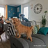 dog, dogs, pet, shaggy_dog, small_dog, black_and_brown_dog, tan_dog, living_room, sofa, couch, cushions, indoor, home, houseplant, wall_clock, furniture, portrait, standing, sitting, date_timestamp