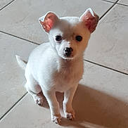 Gizmo a rejoint le concours — aidez-le/la à gagner de superbes lots ! puppy, dog, white_dog, pet, animal, floor, tile, indoor, small_dog, cute, ears, sitting, looking_up, shadow, young_dog, domestic_animal, companion, fur, adorable, alert