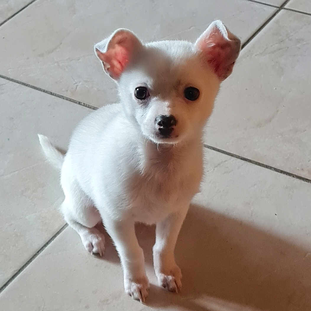 Gizmo