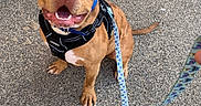 Louna participe au concours pour gagner de l'argent avec cette photo : dog, pit_bull, brown_dog, sitting, smiling, happy, harness, leash, collar, outdoor, pavement, asphalt, street, wall, orange_wall, portrait, pet, canine, blue_accessory, text_overlay