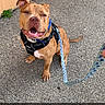 dog, pit_bull, brown_dog, sitting, smiling, happy, harness, leash, collar, outdoor, pavement, asphalt, street, wall, orange_wall, portrait, pet, canine, blue_accessory, text_overlay