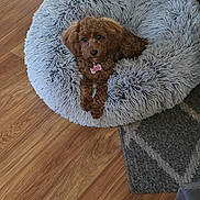 Cali is registered to the contest to win money with this photo: adorable, animal, brown, collar, cozy, cute, dog, domestic_animal, fluffy, fur, home, indoor, laying_down, looking_at_camera, pet_bed, puppy, relaxed, shaggy, small_dog, wooden_floor