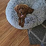 adorable, animal, brown, collar, cozy, cute, dog, domestic_animal, fluffy, fur, home, indoor, laying_down, looking_at_camera, pet_bed, puppy, relaxed, shaggy, small_dog, wooden_floor