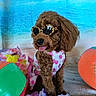 dog, poodle, sunglasses, pink_polka_dot, outfit, beach_backdrop, inflatable_toy, purple_flowers, tongue_out, brown_fur, cute, summer, pet, accessory, indoor, posing, colorful, playful, leisure, holiday