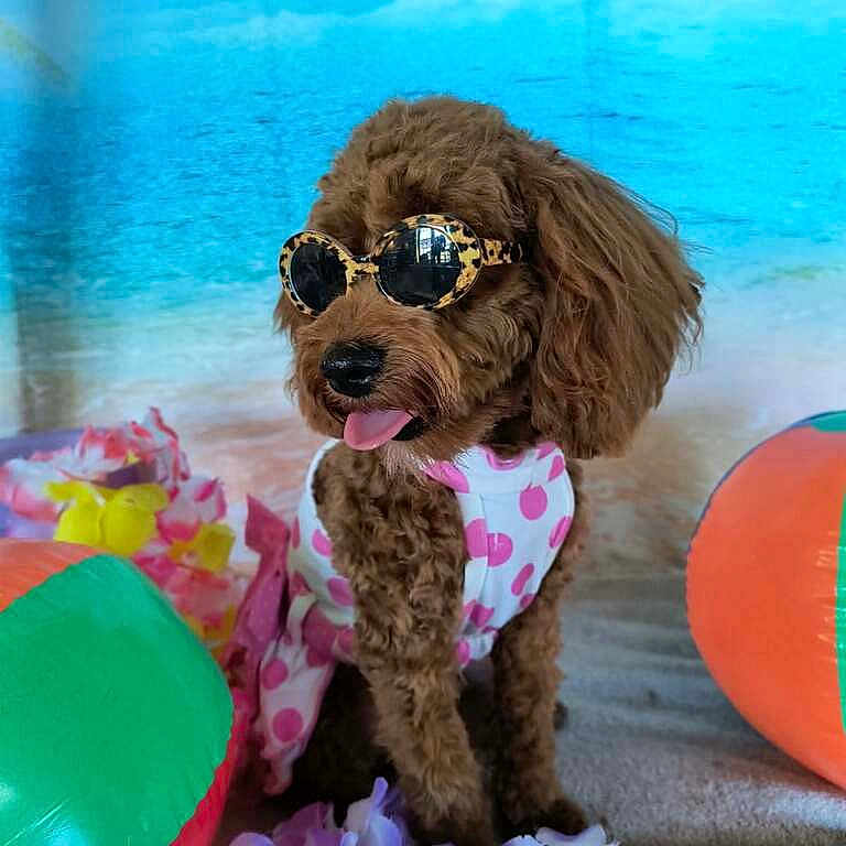 Cali joined the competition — help win amazing prizes! dog, poodle, sunglasses, pink_polka_dot, outfit, beach_backdrop, inflatable_toy, purple_flowers, tongue_out, brown_fur, cute, summer, pet, accessory, indoor, posing, colorful, playful, leisure, holiday