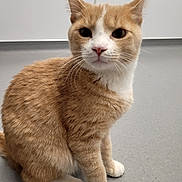 Nala is registered to the contest to win money with this photo: cat, orange_cat, white_paws, sitting, indoor, floor, whiskers, ears, pet, animal, feline, curious, portrait, fur, domestic_cat, four_legs, cute, alert, close_up, companion