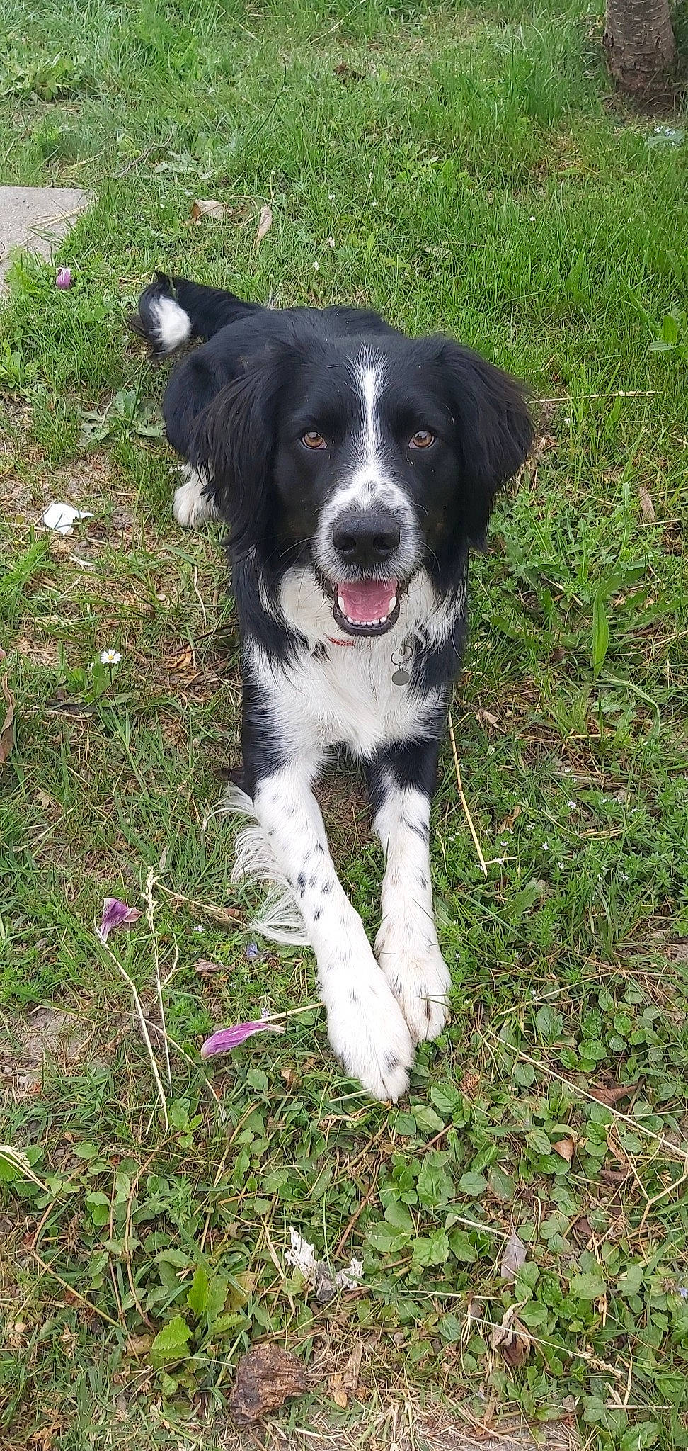 Owen a rejoint le concours — aidez-le/la à gagner de superbes lots ! australian_collie, border_collie, canidae, carnivore, companion_dog, dog, dog_breed, drentse_patrijshond, english_shepherd, herding_dog, large_munsterlander, mammal, mcnab, rare_breed_dog, small_munsterlander, spaniel, sporting_group, stabyhoun, vertebrate, welsh_sheepdog