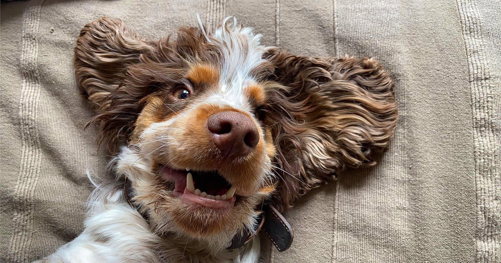 Ouzo participe au concours pour gagner de l'argent avec cette photo : canidae, carnivore, companion_dog, dog, dog_breed, fur, puppy, rare_breed_dog, spaniel, sporting_group, terrier