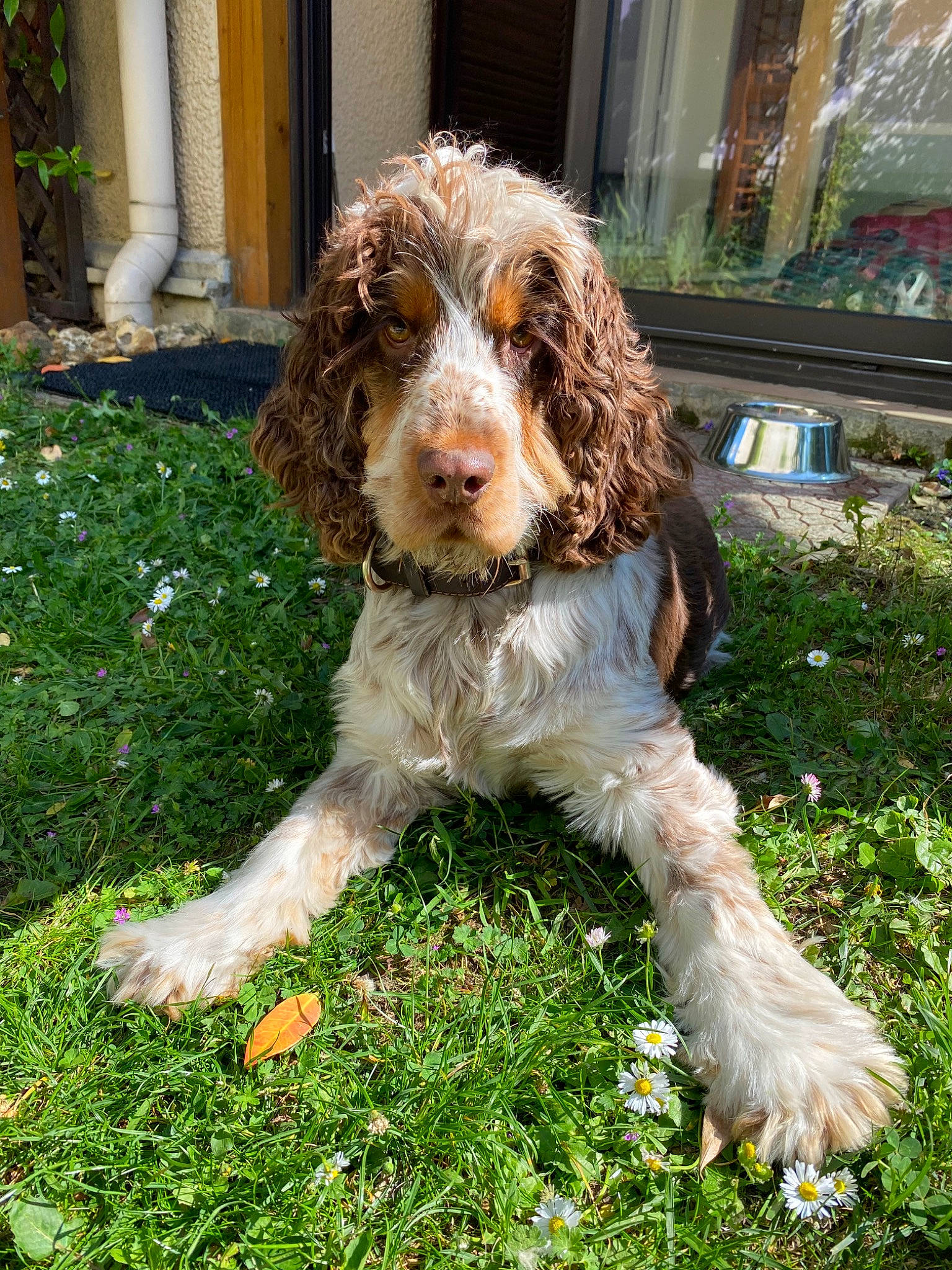 Ouzo a rejoint le concours — aidez-le/la à gagner de superbes lots ! canidae, carnivore, cocker_spaniel, companion_dog, dog, dog_breed, french_spaniel, german_spaniel, mammal, rare_breed_dog, spaniel, spinone_italiano, sporting_group, vertebrate