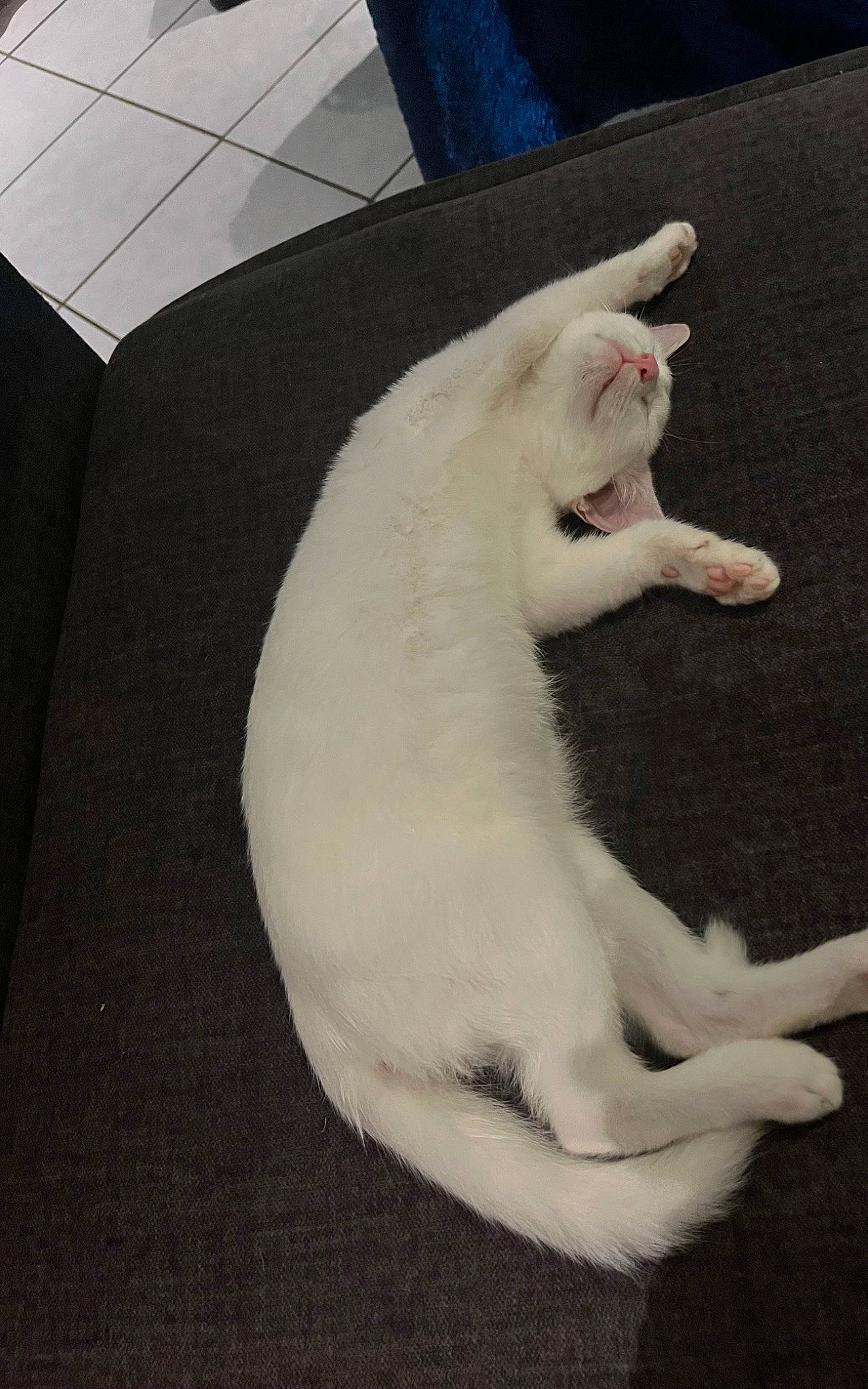 Moon a rejoint le concours — aidez-le/la à gagner de superbes lots ! carnivore, cat, claw, comfort, domestic_short_haired_cat, fang, fawn, felidae, flooring, foot, fur, nap, paw, small_to_medium_sized_cats, snout, tail, terrestrial_animal, toe, whiskers, window