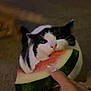 cat, watermelon, hand, bite, black_and_white_cat, orange_cat_tail, carpet, indoor, pet, animal, food, playful, closeup, feline, cute, domestic_cat, paw, nail, human_hand, fruit