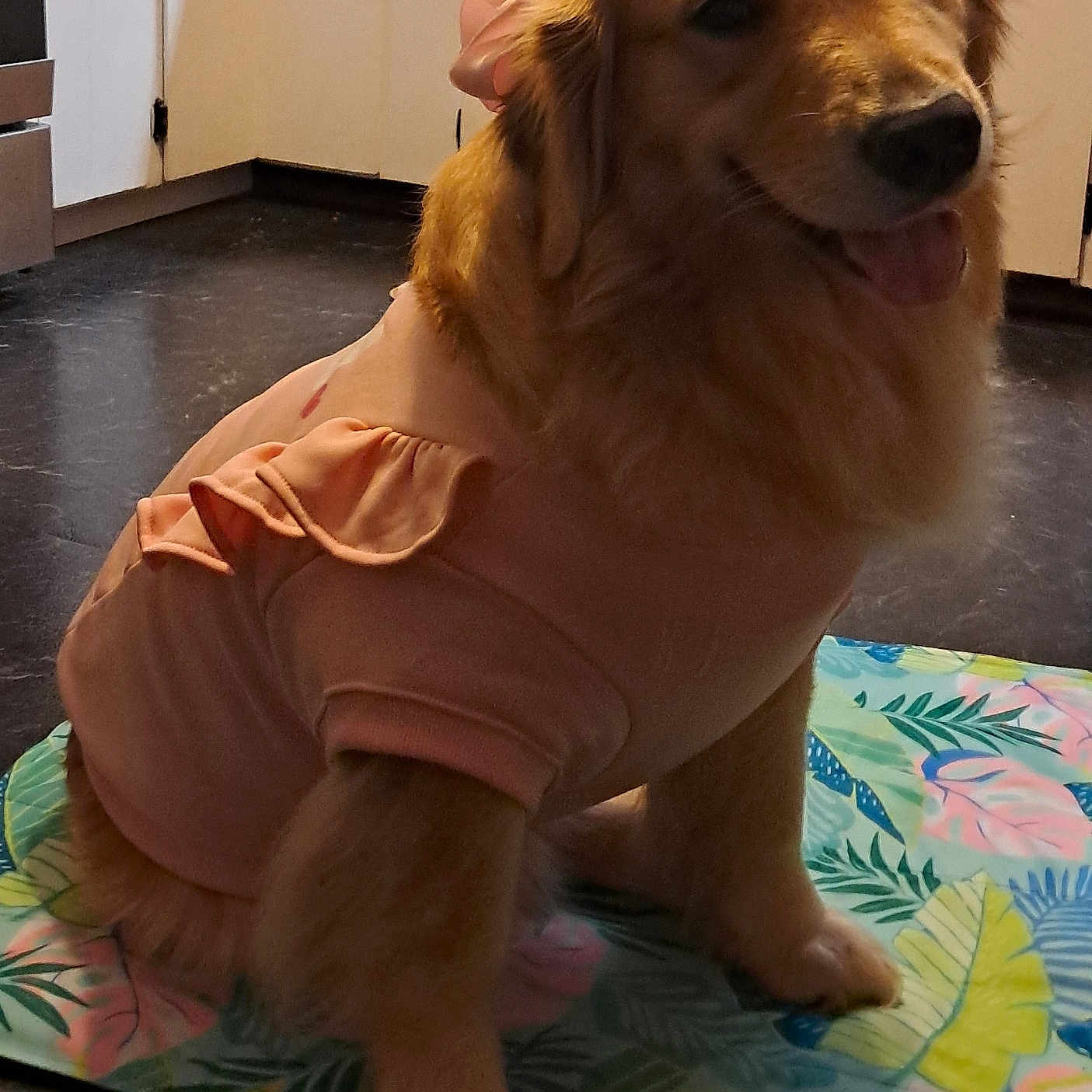 Remi joined the competition — help win amazing prizes! animal, canine, clothing, colorful, cute, dog, domestic, floor, friendly, fur, golden_retriever, happy, indoor, kitchen, mat, pet, pink_outfit, portrait, ruffles, sitting