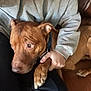 dog, brown_dog, person, hand, sweatshirt, gray_sweatshirt, couch, leather_couch, indoor, pet, animal, resting, paw, holding, comfort, close_up, canine, companionship, relaxation, casual_clothing