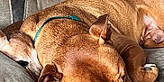 Max is registered to the contest to win money with this photo: dog, sleeping, couch, blanket, paws, fur, resting, indoor, cozy, pet, brown_dog, relaxing, snuggling, canine, home, comfort, napping, closeup, animal, furniture