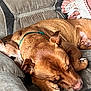dog, sleeping, couch, blanket, paws, fur, resting, indoor, cozy, pet, brown_dog, relaxing, snuggling, canine, home, comfort, napping, closeup, animal, furniture
