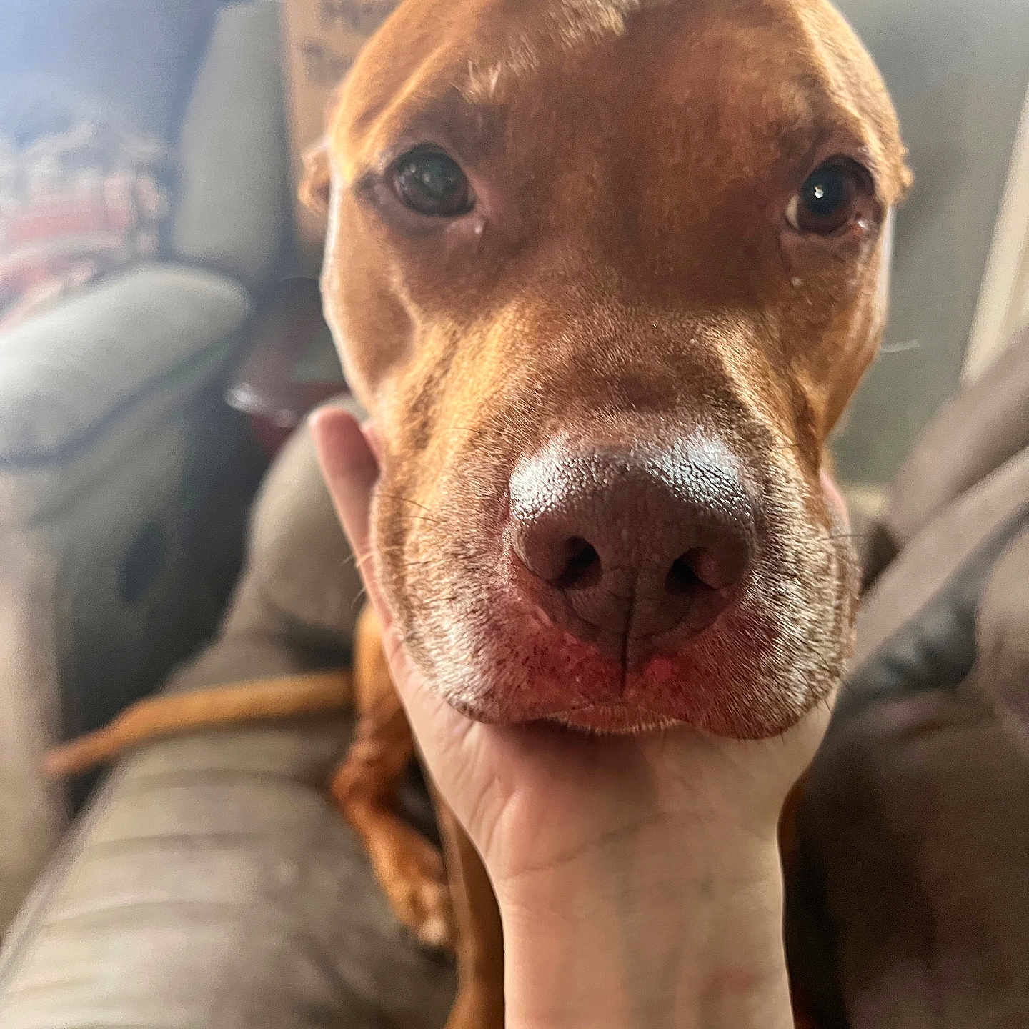 Max joined the competition — help win amazing prizes! animal, brown_dog, closeup, companion, couch, cozy, cute, dog, domestic, face, friendly, fur, hand, human_hand, indoor, looking, pet, portrait, resting, snout