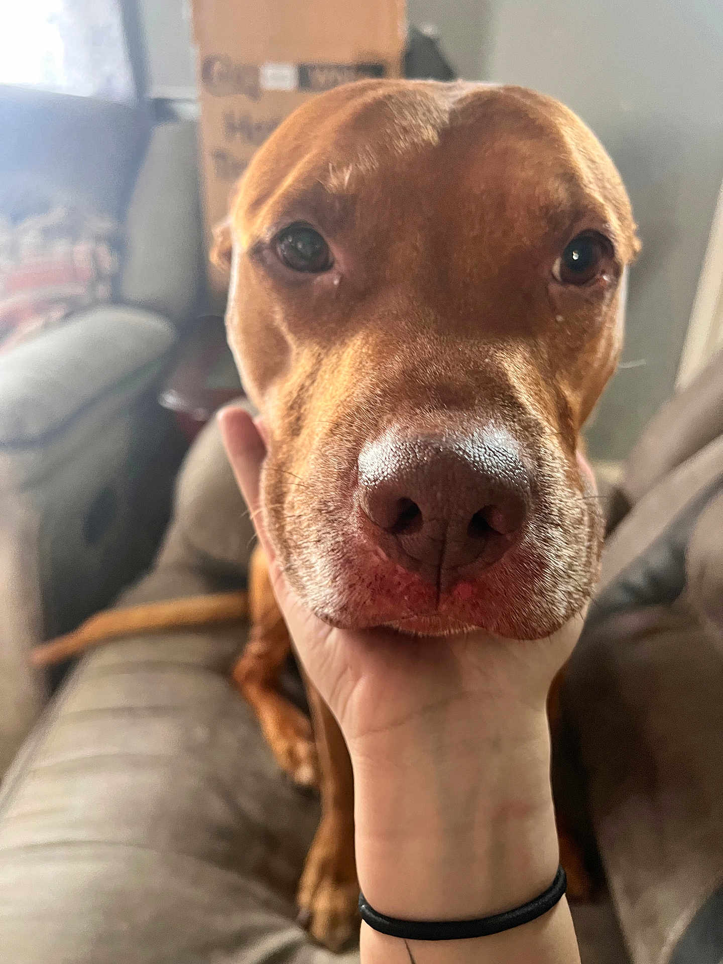 Max joined the competition — help win amazing prizes! dog, brown_dog, closeup, indoor, hand, couch, pet, animal, face, snout, fur, domestic, companion, resting, human_hand, cute, friendly, looking, portrait, cozy