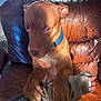 Max is registered to the contest to win money with this photo: dog, brown_dog, collar, paws, person, arm, gray_sleeve, leather_couch, worn_couch, indoor, shoes, metal_rack, pet, canine, fur, close_up, home, comfort, resting, animal