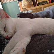 Blanco a rejoint le concours — aidez-le/la à gagner de superbes lots ! cat, white_cat, sleeping, relaxed, lying_down, close_up, fur, whiskers, pink_nose, pink_ears, paw, couch, sofa, indoor, home, living_room, blanket, furniture, cozy, pet