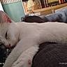 cat, white_cat, sleeping, relaxed, lying_down, close_up, fur, whiskers, pink_nose, pink_ears, paw, couch, sofa, indoor, home, living_room, blanket, furniture, cozy, pet