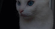Blanco a rejoint le concours — aidez-le/la à gagner de superbes lots ! cat, white_cat, blue_eyes, pet, animal, feline, portrait, close_up, sitting, whiskers, ears, fur, indoor, doorway, window, dark_background, cute, alert, photography, domestic_animal