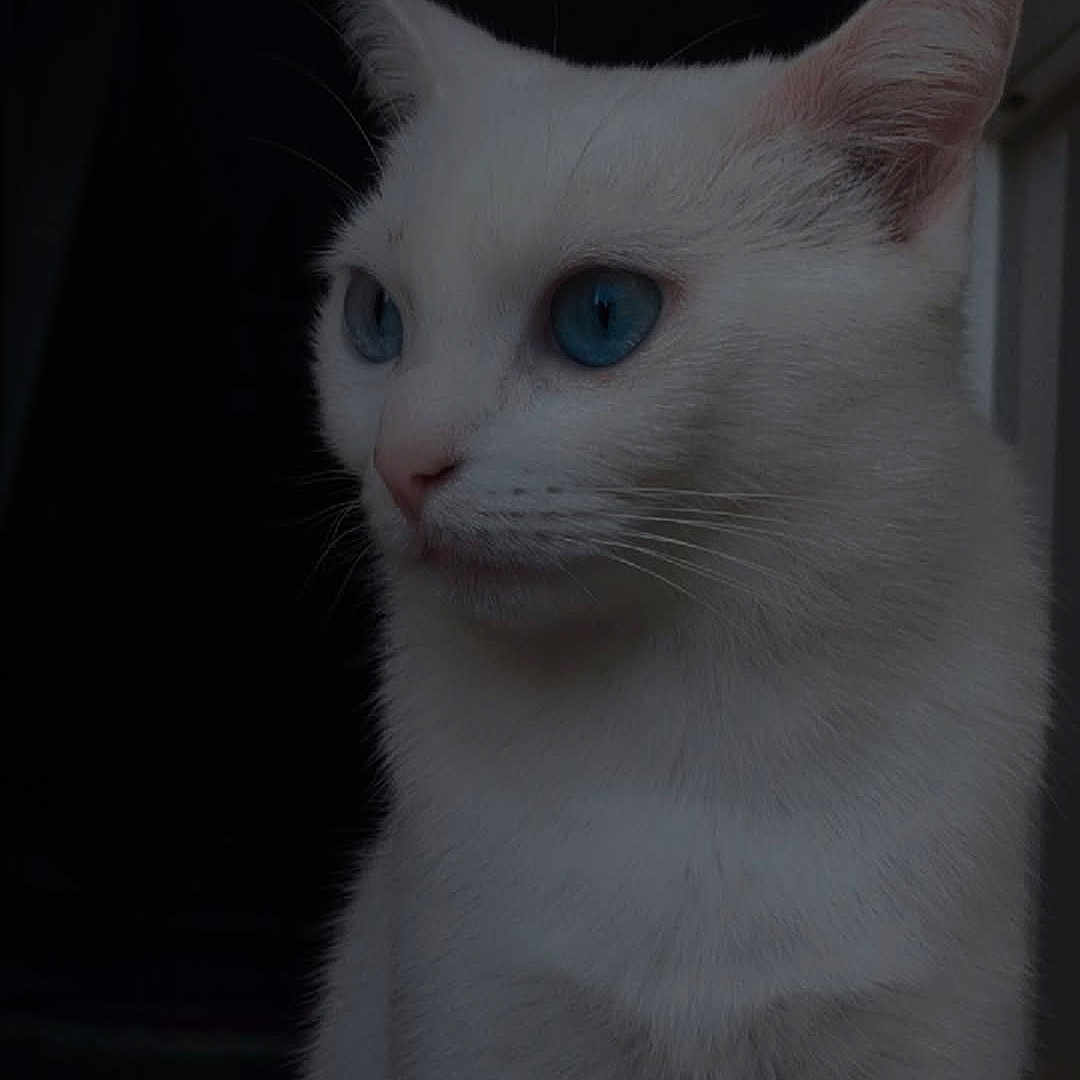 Blanco