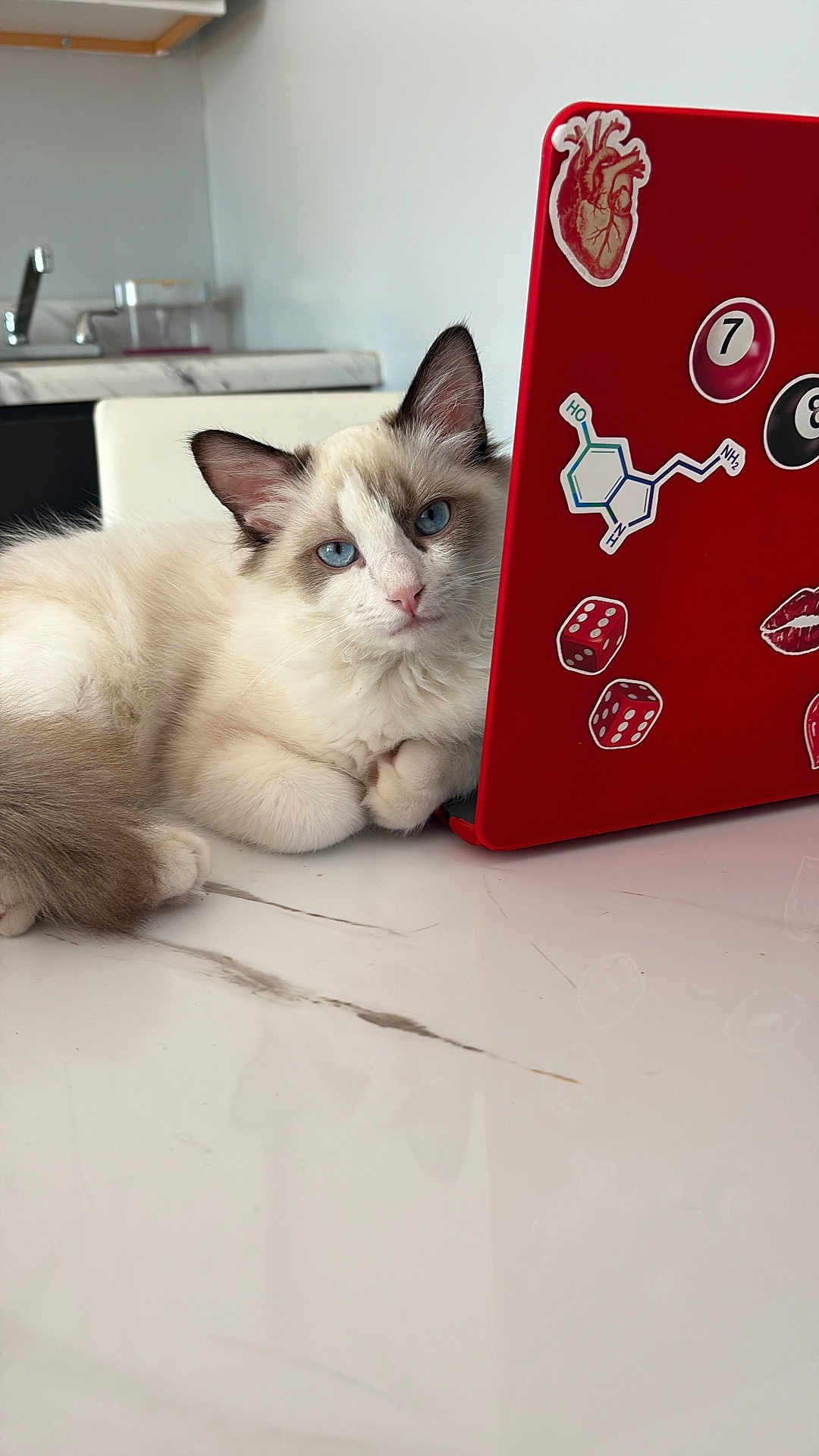 Muffin joined the competition — help win amazing prizes! cat, blue_eyes, fluffy, laptop, red_laptop, stickers, dice, lips_sticker, heart_sticker, marble_countertop, indoor, curious, pet, feline, closeup, resting, white_cat, brown_ears, household, cute