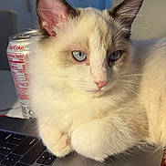 Muffin joined the competition — help win amazing prizes! cat, blue_eyes, fluffy, laptop, keyboard, diet_coke, can, pink_nose, pink_paw_pads, indoor, close_up, pet, feline, relaxed, soft_light, whiskers, ears, cute, domestic_animal, table