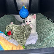 Snowball is registered to the contest to win money with this photo: kitten, cat, animal, pet, toy, blue_ball, blanket, towel, cozy, container, playful, cute, young, indoor, feline, white_cat, soft, small, paw, resting