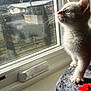 Snowball joined the competition — help win amazing prizes! kitten, cat, white_fur, window, sunlight, whiskers, pink_nose, gray_perch, red_yarn, indoor, pet, curious, animal, feline, young, closeup, side_profile, daylight, screen_window, soft_texture