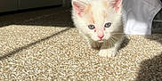 Snowball joined the competition — help win amazing prizes! kitten, cat, indoor, carpet, sunlight, pet, animal, small, cute, white, orange_spots, blue_eyes, walking, shadow, curious, young, feline, soft_light, home, floor