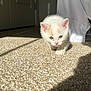 kitten, cat, indoor, carpet, sunlight, pet, animal, small, cute, white, orange_spots, blue_eyes, walking, shadow, curious, young, feline, soft_light, home, floor