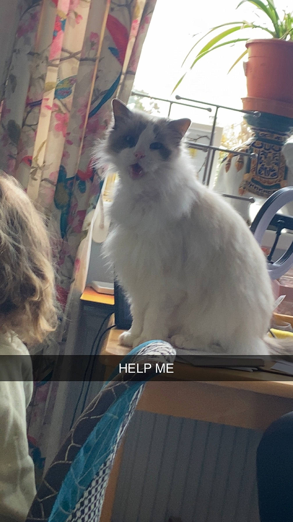 Lewy joined the competition — help win amazing prizes! british_longhair, carnivore, cat, chair, curtain, electric_blue, felidae, flowerpot, formal_wear, fur, gas, houseplant, light, small_to_medium_sized_cats, tail, whiskers, window