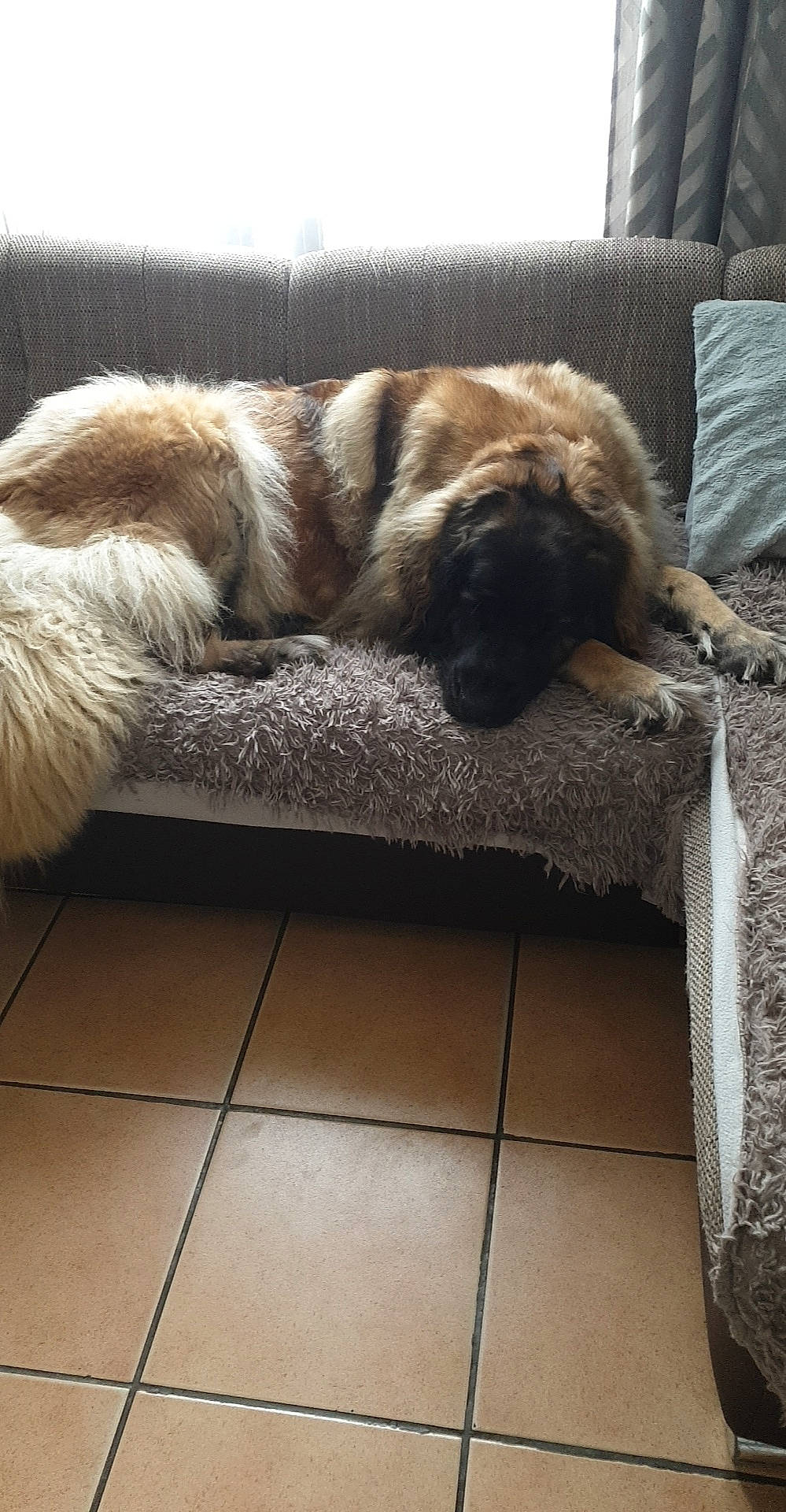 Ollia participe au concours pour gagner de l'argent avec cette photo : canidae, carnivore, comfort, companion_dog, dog, dog_breed, fawn, felidae, floor, flooring, fur, grey, hardwood, liver, snout, sporting_group, tail, whiskers, wood, working_animal