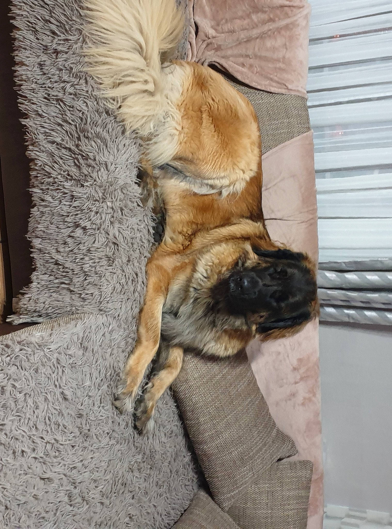 Ollia participe au concours pour gagner de l'argent avec cette photo : art, beige, canidae, carnivore, claw, comfort, companion_dog, dog, dog_breed, fawn, felidae, fur, linens, liver, nap, natural_material, snout, sporting_group, tail, wood