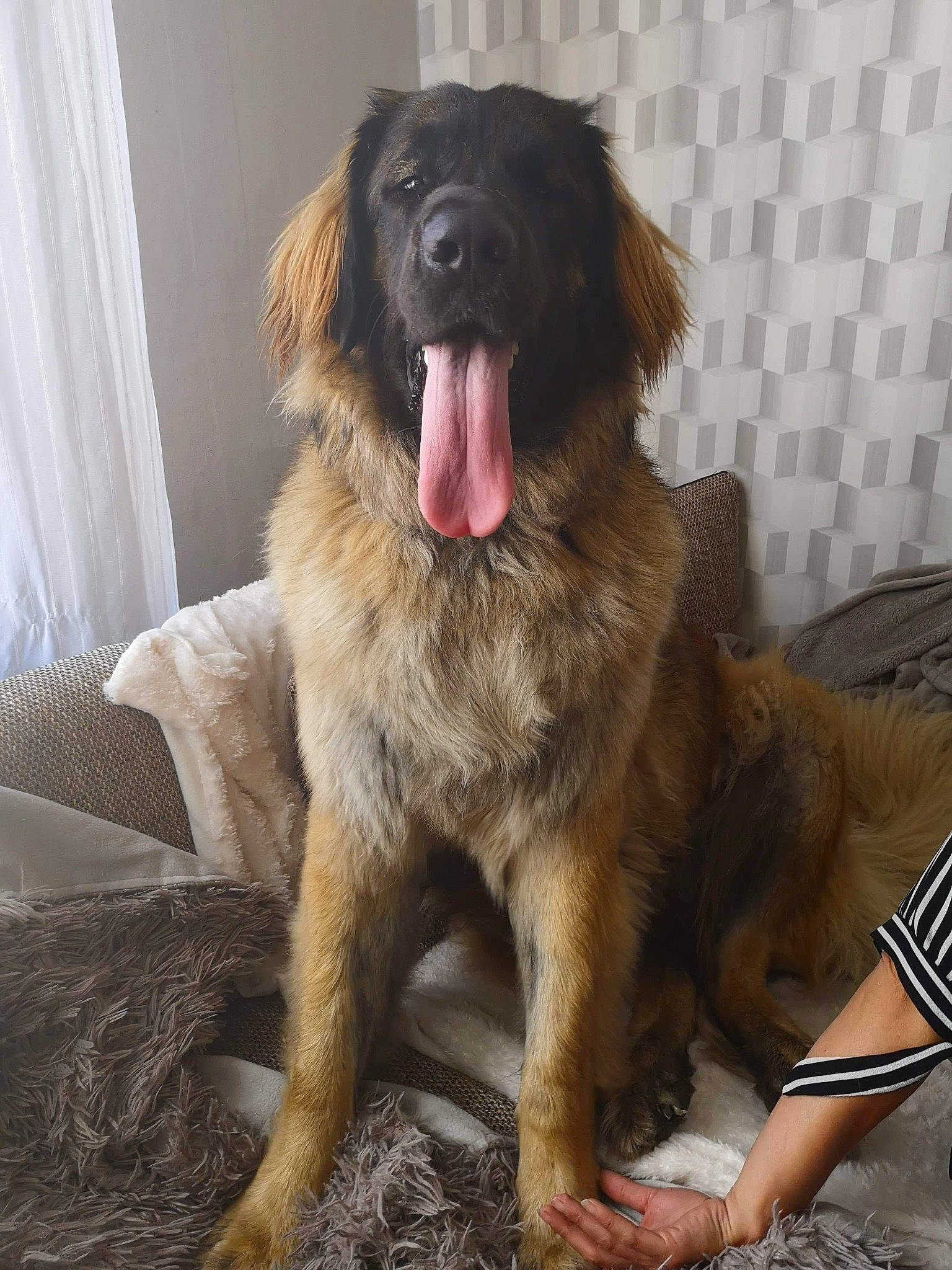 Ollia a rejoint le concours — aidez-le/la à gagner de superbes lots ! canidae, carnivore, comfort, companion_dog, curtain, dog, dog_breed, fang, fawn, fur, linens, liver, snout, sporting_group, terrestrial_animal, whiskers, window_treatment, working_animal, working_dog, yawn