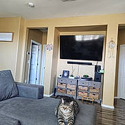 Carl joined the competition — help win amazing prizes! cat, tabby_cat, couch, living_room, television, cabinet, wicker_basket, dreamcatcher, ceiling_fan, flooring, door, picture_frame, headphones, controller, speaker, plant, gray_furniture, wall_art, interior, relaxing_cat