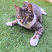 Tommy a rejoint le concours — aidez-le/la à gagner de superbes lots ! cat, tabby, white_paws, grass, outdoor, animal, pet, feline, alert, lying_down, nature, greenery, whiskers, ears, fur, closeup, daylight, playful, relaxed, mammal