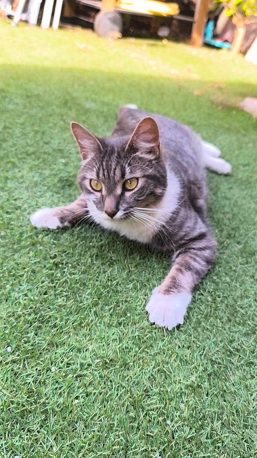 Tommy a rejoint le concours — aidez-le/la à gagner de superbes lots ! cat, tabby, white_paws, grass, outdoor, animal, pet, feline, alert, lying_down, nature, greenery, whiskers, ears, fur, closeup, daylight, playful, relaxed, mammal