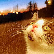 Tucker is registered to the contest to win money with this photo: cat, close_up, whiskers, pink_nose, green_eyes, sunset, blurred_background, mesh_screen, curious, pet, animal, fur, portrait, indoor, evening, soft_light, domestic_cat, looking_up, face, cute